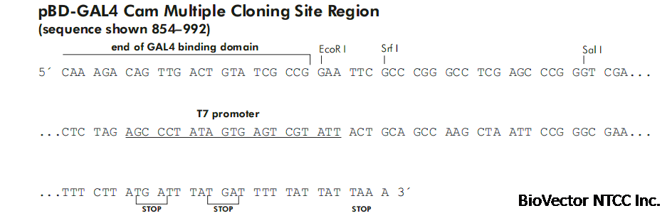 pBD-GAL4-Cam- 北京华越洋生物