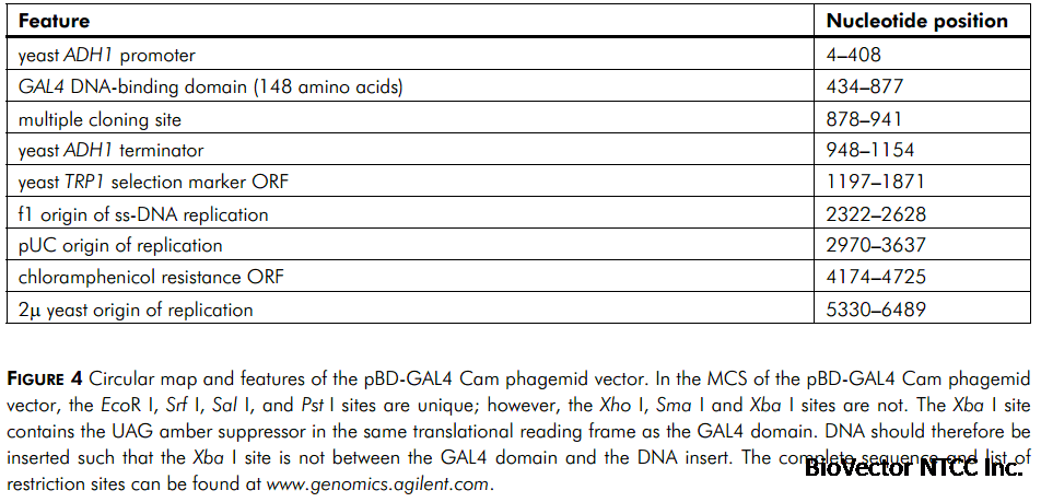 pBD-GAL4-Cam- 北京华越洋生物