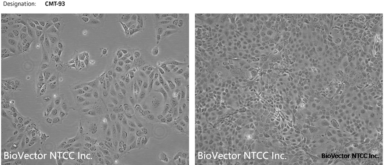 CMT-93 cell line images BioVector NTCC Inc.