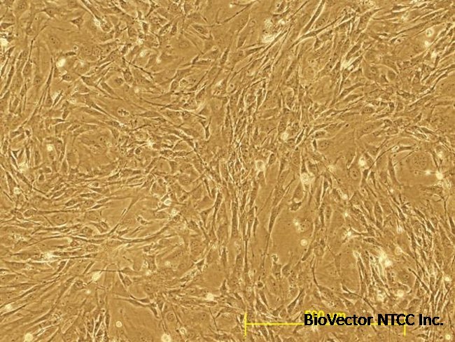 B6-Puro Mouse Embryonic Fibroblasts, irradiated