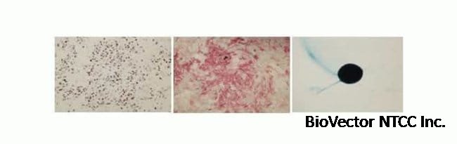 MSCs maintain tri-lineage pluripotency under all conditions