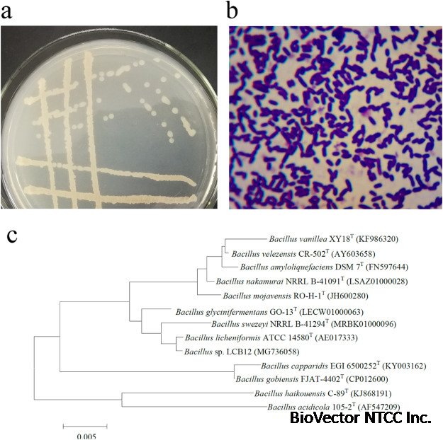High-expression keratinase by Bacillus subtilis SCK6 for enzymatic  dehairing of goatskins - ScienceDirect