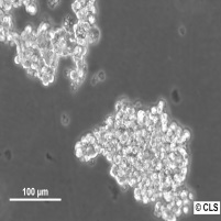 Human Lung Carcinoma cell line NCI-H82