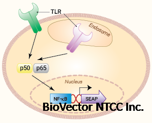 Signaling pathways in HEK-Blue™ TLR cells