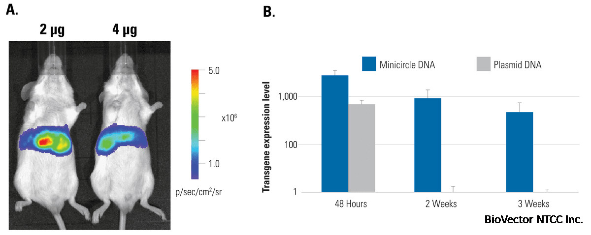 Use minicircles to express transgenes for weeks in animal models