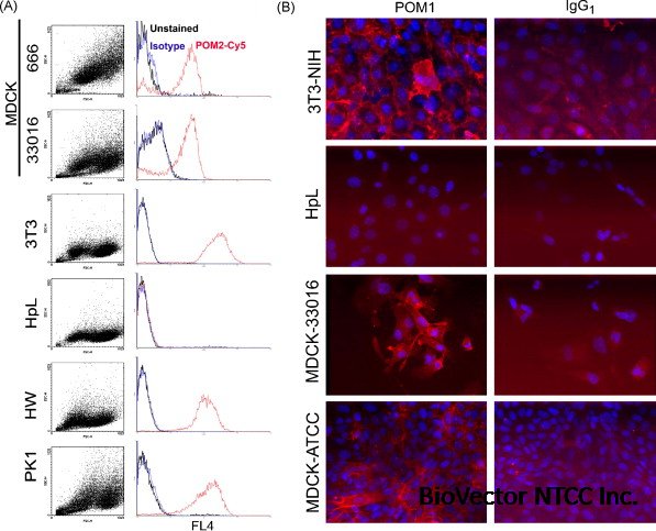 Canine MDCK cell lines are refractory to infection with human and mouse  prions - ScienceDirect