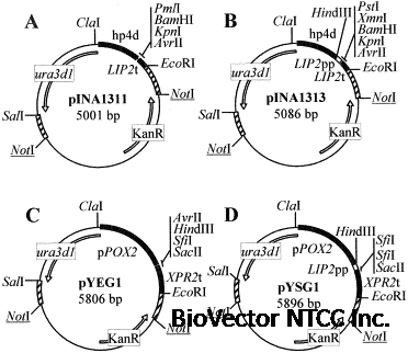 Protein expression and secretion in the yeast Yarrowia lipolytica -  ScienceDirect