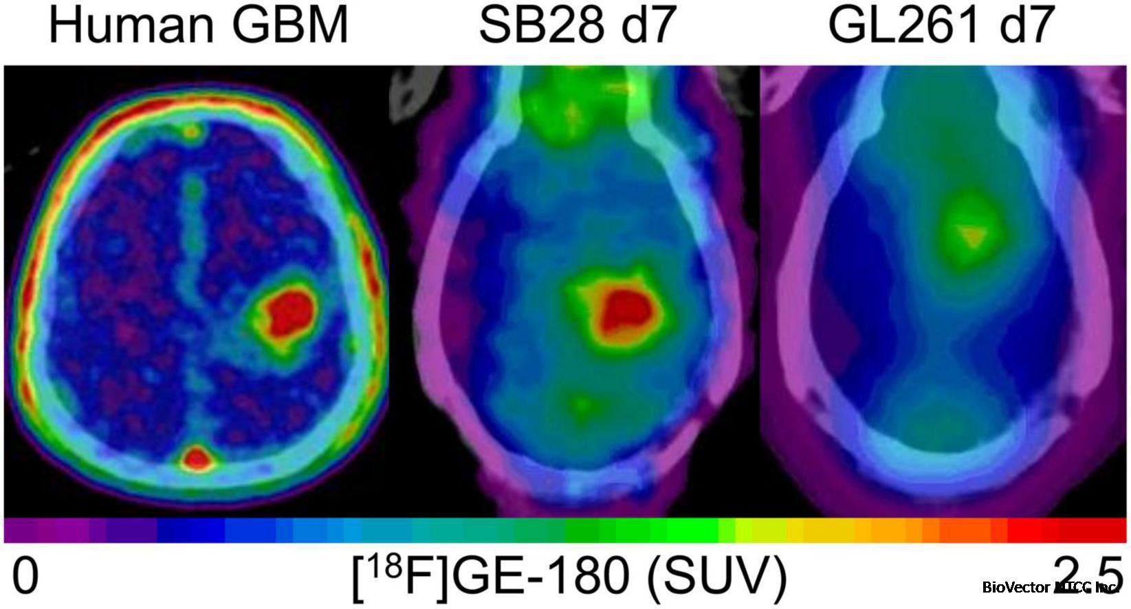Frontiers | 18 kDa translocator protein positron emission tomography facilitates early and robust tumor detection in the immunocompetent SB28 glioblastoma mouse model