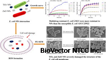 Resistance of multidrug resistant Escherichia coli to environmental  nanoscale TiO2 and ZnO - ScienceDirect