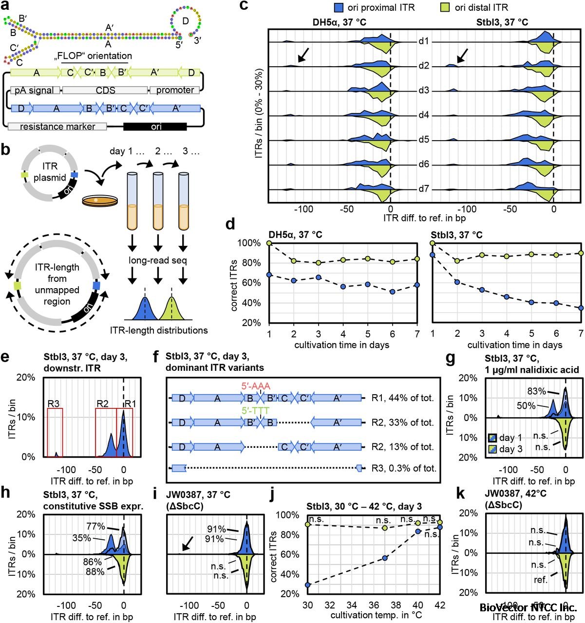 Degradation and Stable Maintenance of AAV Inverted Terminal Repeats in E.  coli | bioRxiv