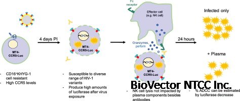 A new cell line for assessing HIV-1 antibody dependent cellular  cytotoxicity against a broad range of variants - ScienceDirect