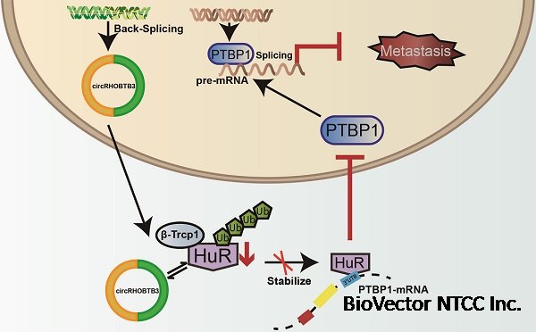 Circular RNA circRHOBTB3 represses metastasis by regulating the  HuR-mediated mRNA stability of PTBP1 in colorectal cancer