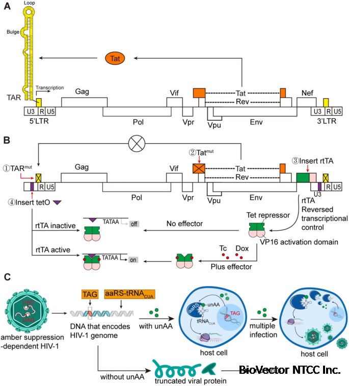 Application Advances of Lentiviral Vectors:From Gene Therapy to Vaccine  Development | Molecular Biotechnology