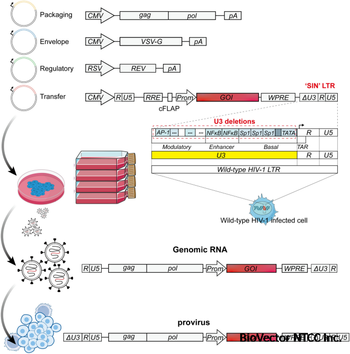 Application Advances of Lentiviral Vectors:From Gene Therapy to Vaccine  Development | Molecular Biotechnology