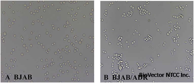 Frontiers | An Engineered Fusion Protein Anti-CD19(Fab)-LDM Effectively  Inhibits ADR-Resistant B Cell Lymphoma