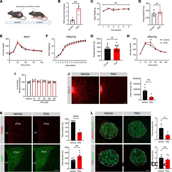 JCI Insight - Maternal low-calorie sweetener consumption rewires  hypothalamic melanocortin circuits via a gut microbial co-metabolite pathway
