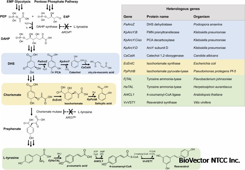 Engineering the oleaginous yeast Yarrowia lipolytica for high-level resveratrol  production - ScienceDirect
