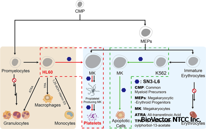 Induction of differentiation of the acute myeloid leukemia cell line  (HL-60) by a securinine dimer | Cell Death Discovery