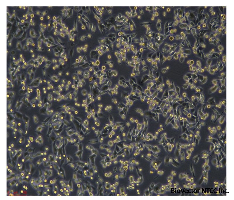 MC38-OVA Cell Line_Vitro Biotech