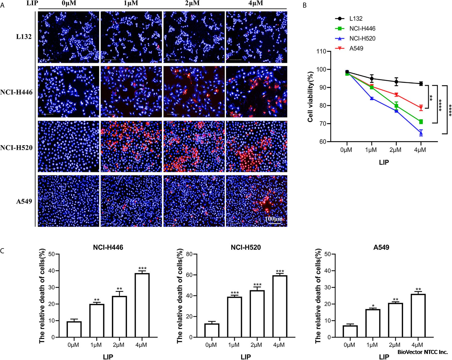 Frontiers | Lamprey Immune Protein Mediates Apoptosis of Lung Cancer Cells  Via the Endoplasmic Reticulum Stress Signaling Pathway