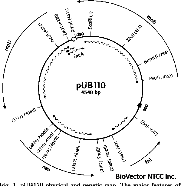 Figure 1 from Plasmid rolling circle replication and its control. |  Semantic Scholar