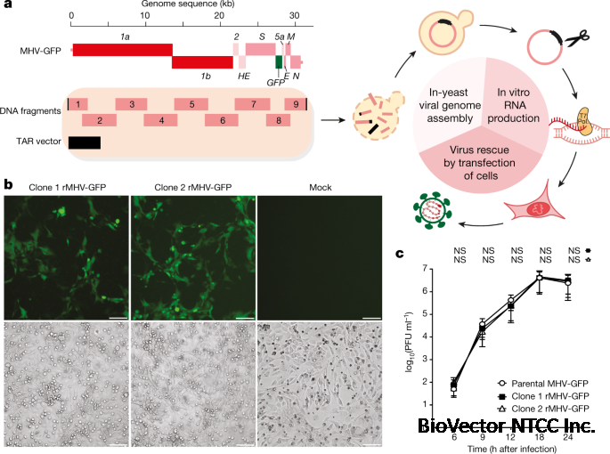 Rapid reconstruction of SARS-CoV-2 using a synthetic genomics platform |  Nature