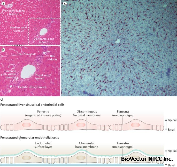 Liver sinusoidal endothelial cells — gatekeepers of hepatic immunity |  Nature Reviews Gastroenterology & Hepatology
