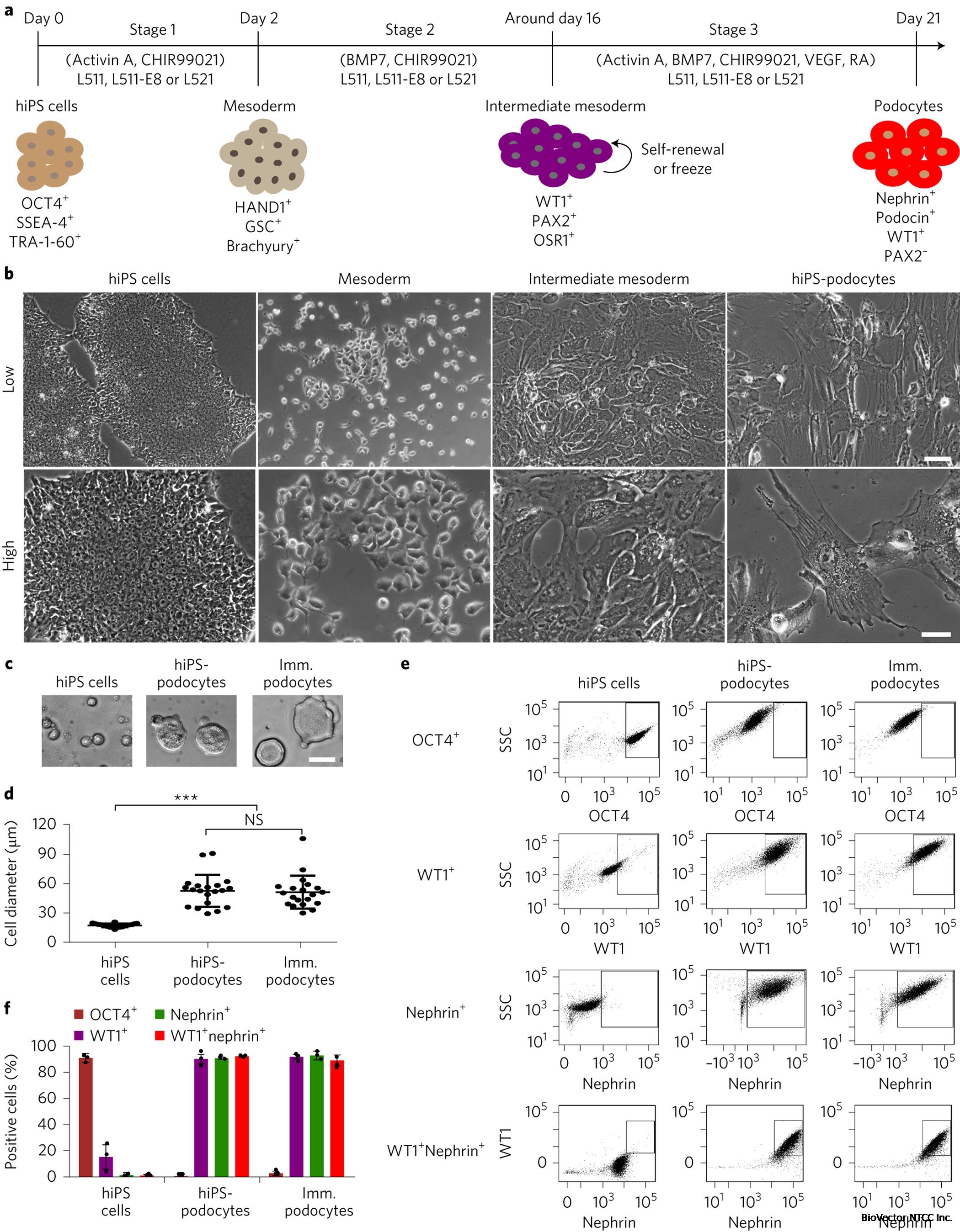 Mature induced-pluripotent-stem-cell-derived human podocytes reconstitute  kidney glomerular-capillary-wall function on a chip | Nature Biomedical  Engineering