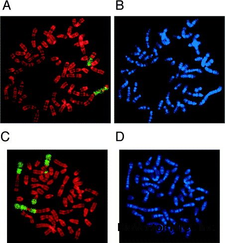 Establishment and characterization of a parietal endoderm-like cell line derived from Engelbreth–Holm–Swarm tumor (EHSPEL), a possible resource for an engineered basement membrane matrix - ScienceDirect