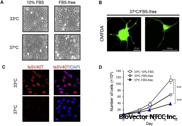 Differentiated HASTR/ci35 cells:A promising in vitro human astrocyte model  for facilitating CNS drug development studies - ScienceDirect