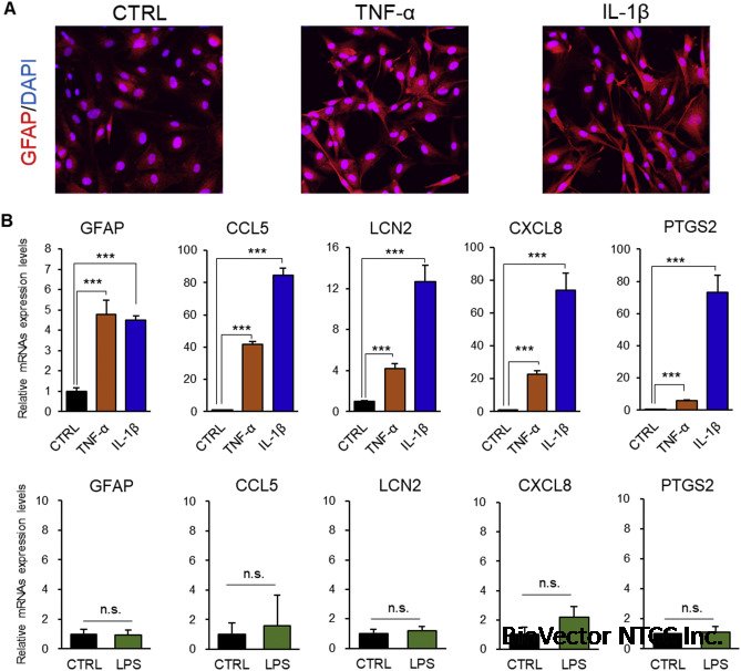 Differentiated HASTR/ci35 cells:A promising in vitro human astrocyte model  for facilitating CNS drug development studies - ScienceDirect