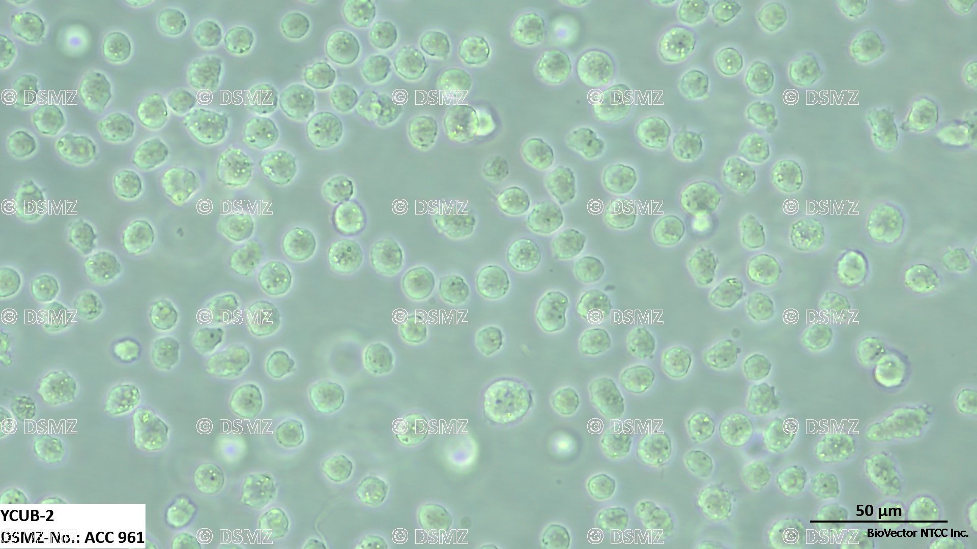 German Collection of Microorganisms and Cell Cultures GmbH:Welcome to the  Leibniz Institute DSMZ | YCUB-2