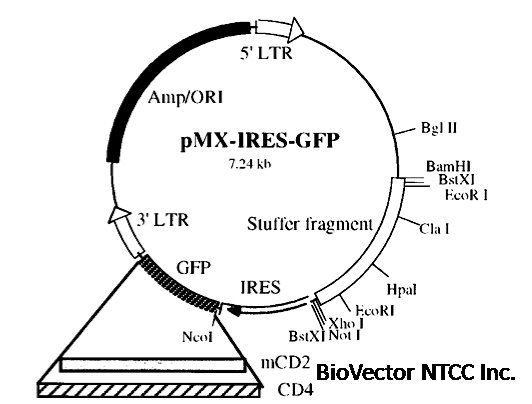 Addgene:Vector Database - pMX-IRES-GFP