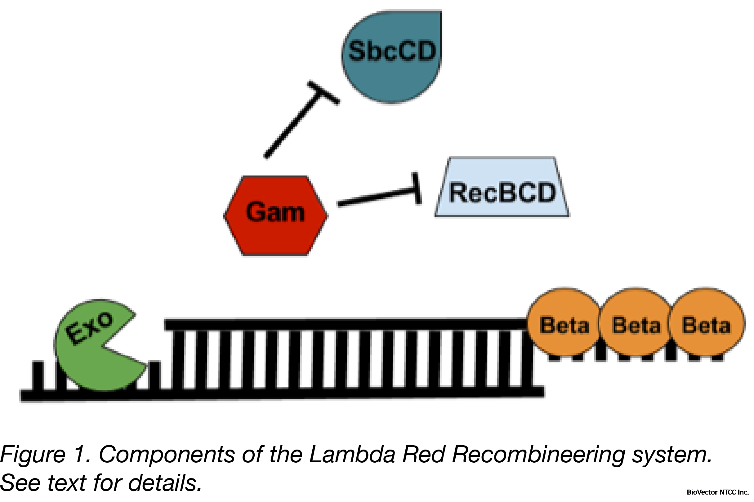 Lambda Red:A Homologous Recombination-based Technique for Genetic  Engineering