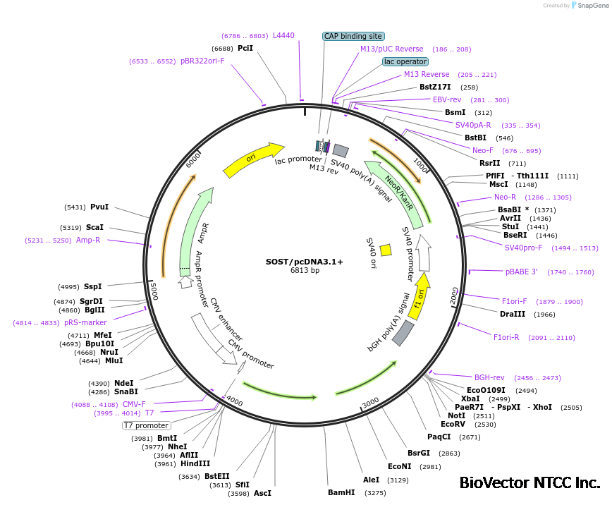 Addgene:SOST/pcDNA3.1+