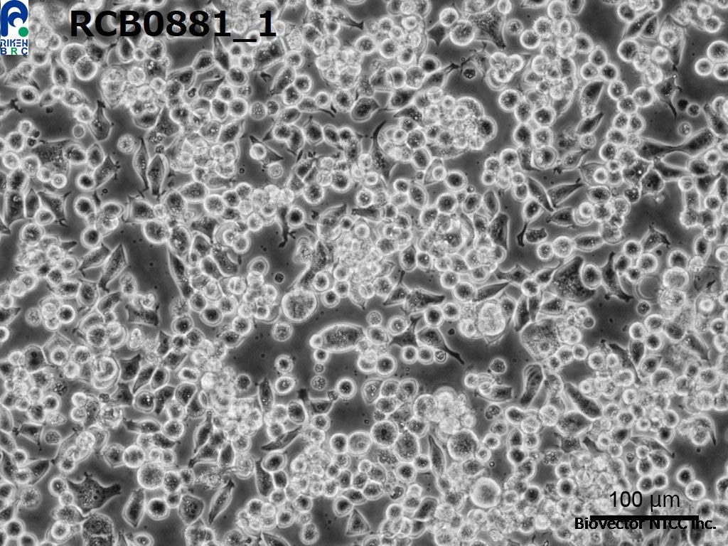 CELL SEARCH SYSTEM -CELL BANK- (RIKEN BRC) [RCB0881 :OCUB-M]