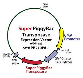 Super PiggyBac Transposase Expression Vector